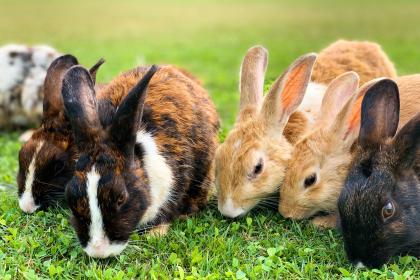 2023年农历六月出生的属兔人命运发展如何   2023出生吉日查询