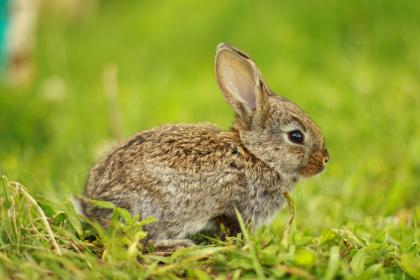 87年属兔一生会有几段婚姻    87年的属兔和什么属相最合适呢