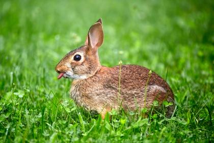 属兔人一辈子的福星有哪些    属兔人在事业上的贵人是谁