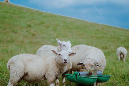 属羊的克星是什么属相怎么化解    属羊人性格特征和脾气