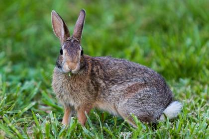 几月出生的属兔是富贵命    属兔的几点出生有福气命好