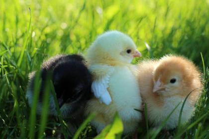 2023属鸡人的幸运颜色和幸运数字    属鸡是哪一年的出生的