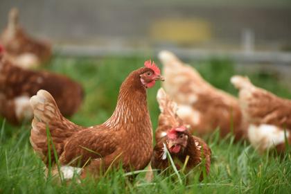 2023年最旺属鸡人的5个数字是什么    属鸡的在2023年的全年运势如何