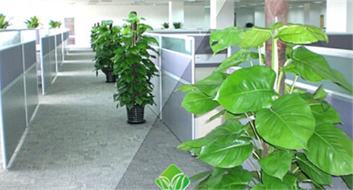 办公室放什么植物好又旺财    办公室适合摆放什么绿植招财好风水